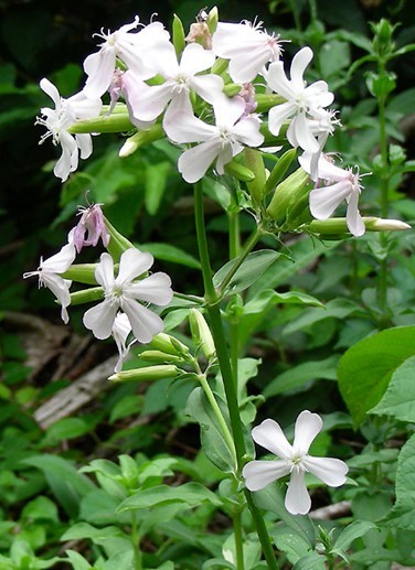 Soapwort seed Saponaria officinalis